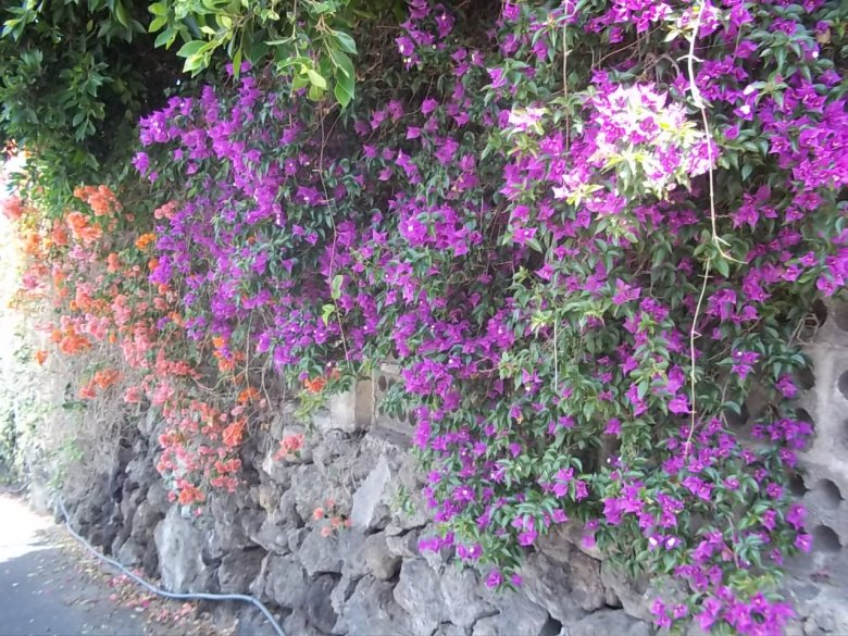 Blumengrüße
aus La Palma Sende Sonne und nochmals Sonne in Small Talk