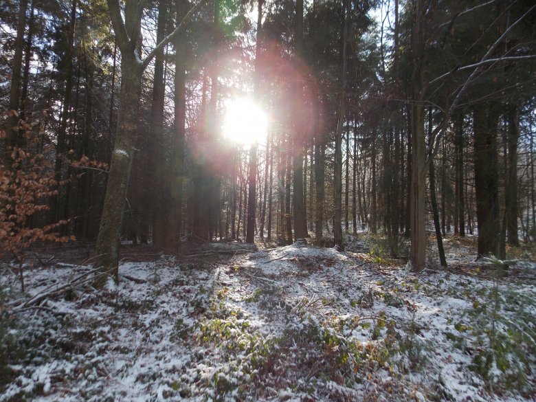 Fast kein Schnee im Wald Was hat euch heute glücklich gemacht? in Small Talk