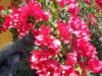 Blumengrüße
 aus La Palma Sende Sonne und nochmals Sonne in Small Talk