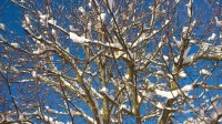 walnußbaum Juhu es schneit in Small Talk