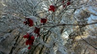 verschneite früchte Juhu es schneit in Small Talk