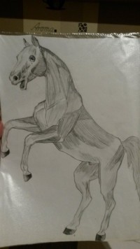 Pferd Meine Zeichnungen in Basteln