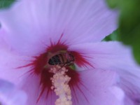 Biene in der Blüte So schön kann der Sommer sein in Small Talk