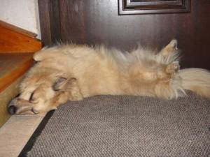 Bertas fragwürdige Schlafposition nerviges beleidigen meiner hunde. in Haustiere