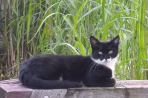 Unsere Tiffy im August 2012 Meine Katze, ihr Tod und die Nachbarn in Haustiere