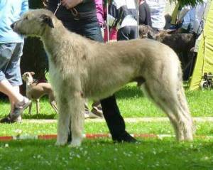Zeus Meine 3 Irish Wolfhounds in Haustiere