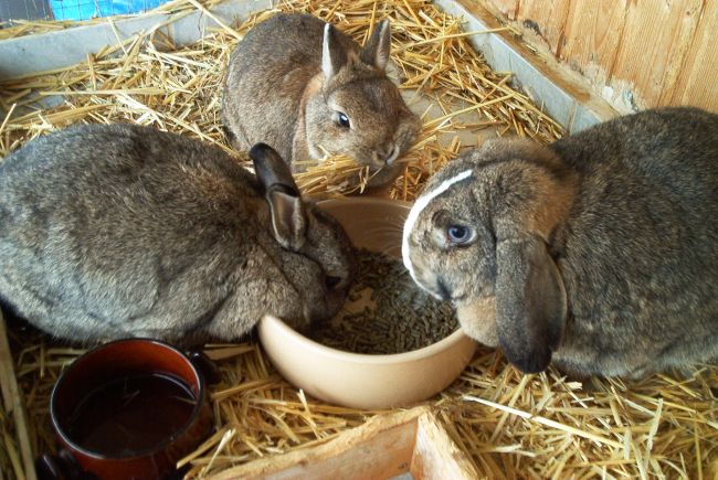 rechts sietzt Selma, da war sie noch was kleiner wie jetzt. Kaninchen mit oberschenkelhalsbruch in Small Talk