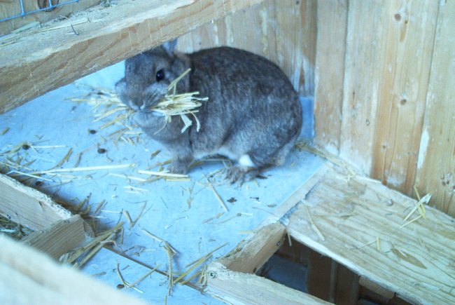 So ist sie Stunden rum gelaufen, leider finde ich das Bild von dem riesen Nest  Kaninchen mit oberschenkelhalsbruch in Small Talk