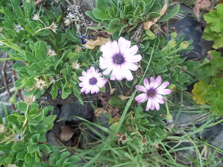 Mittagsblume Sende Sonne und nochmals Sonne in Small Talk