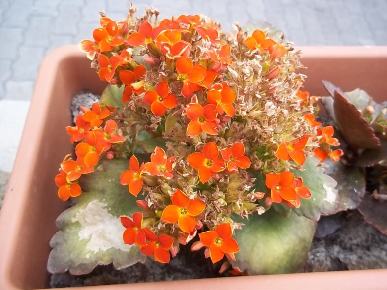 Kalanchoe Sende Sonne und nochmals Sonne in Small Talk