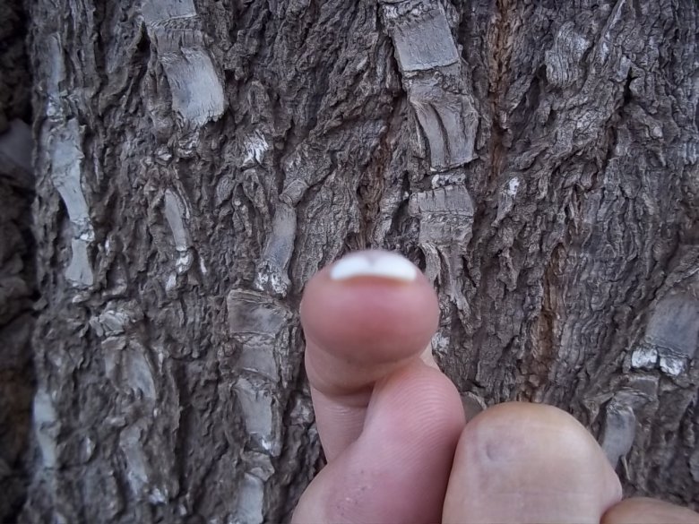 Tunnel 
Schablonenverlängerung Gelmodellage 1  French Smilie Versuch am Zeigefinger in Anfänger Nageldesign