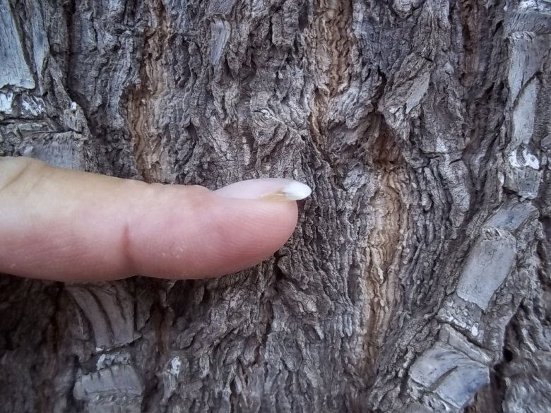 Seitenansicht
Schablonenverlängerung Gelmodellage 1  French Smilie Versuch am Zeigefinger in Anfänger Nageldesign