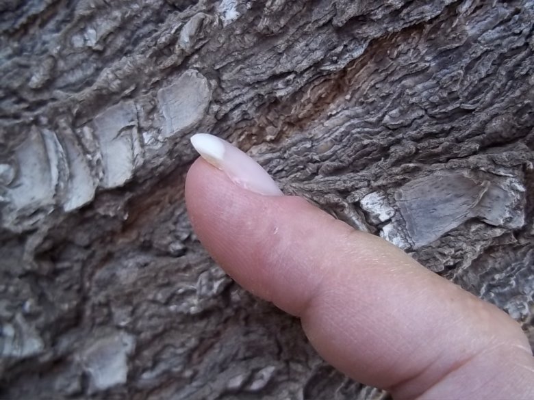 Seitenansicht
Schablonenverlängerung Gelmodellage 1  French Smilie Versuch am Zeigefinger in Anfänger Nageldesign