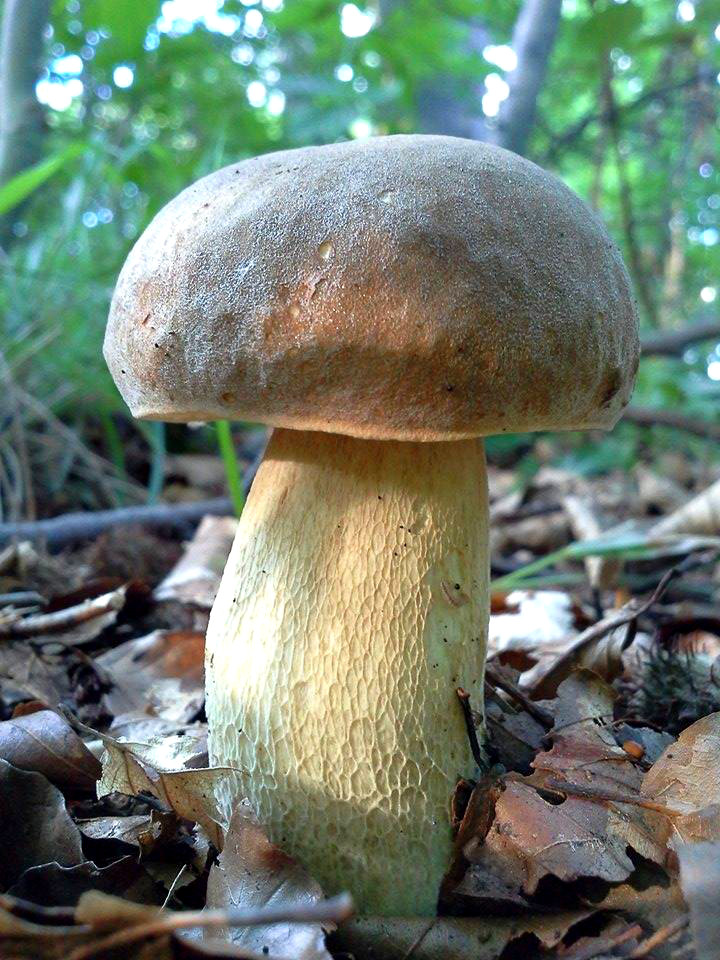 Steinpilz im Waldboden - Steinpilz Saison für leckere Rezepte Was hat euch heute glücklich gemacht? in Small Talk