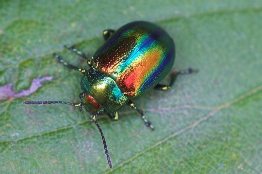 käfer Meerjungfrauen Pigment - ganz böse in Zubehör