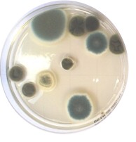 Bakterienbildung 24std nachm desinfizieren eigene Feile für jede Kundin in Nagelstudio