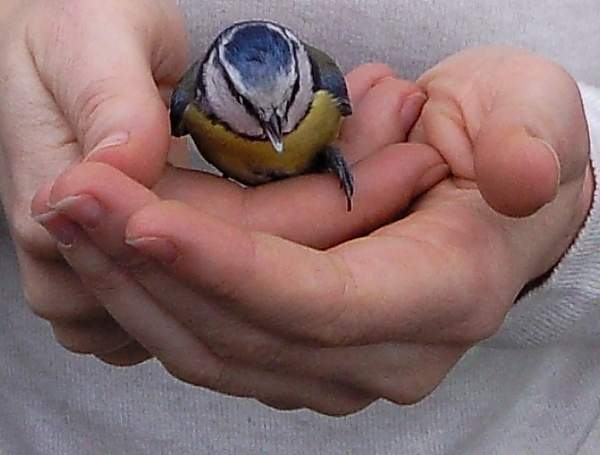 Naturnägel - Doch Himmelfahrer dabei? Tulpen- und Himmelfahrtsnägel -2. Modellage in Anfänger Nageldesign