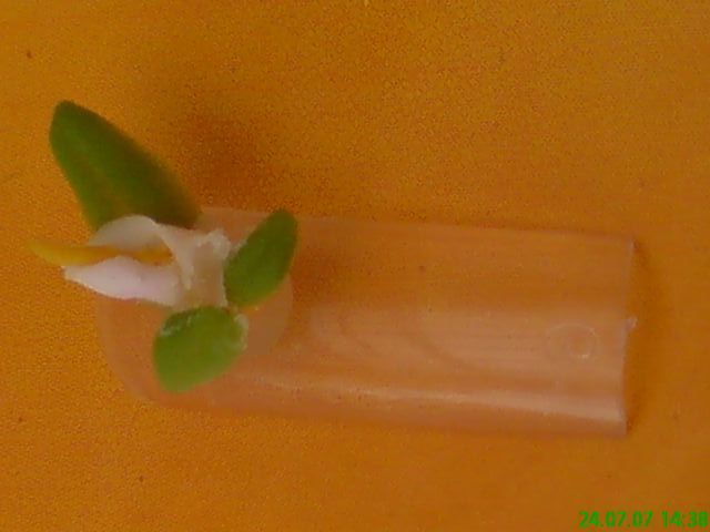 Nagelforum 6 3D Calla oder wie auch immer man diese Blume benennen will in Nageldesign