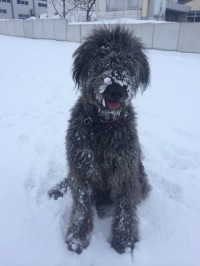 Emil im Schnee Tierische Familienmitglieder in Haustiere