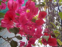 Bougainvillia Blumen Sende Sonne und nochmals Sonne in Small Talk