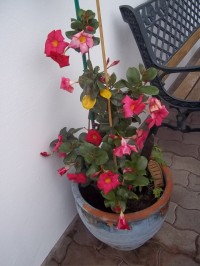 Schöne Mediterrane Pflanze / Blume in terracotta Topf Sende Sonne und nochmals Sonne in Small Talk