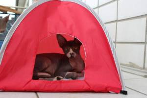 Caprica

Camping auf  Balkonien Dann will ich  mal ein kleinen Teil meines Zoo´s . in Haustiere