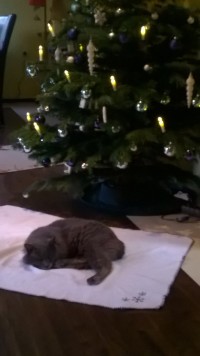 Mit Baum Eine kleine  tierische  Weihnachtsgeschichte in Haustiere