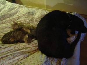 Labrador gegen Kätzchen Zwei Damen. in Haustiere