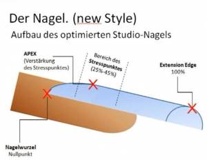 NewStyleAufbau Newstyle Nailart - Orientierungspunkte der Modellage in Nageldesign